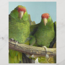 2 papagaios verdes panfleto