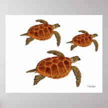 3 tartarugas de Hawksbill Poster