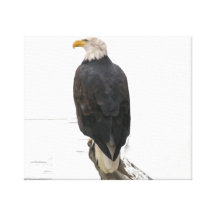 A águia americana impressão de canvas esticadas
