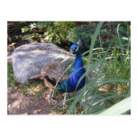 A beleza de um pavão cartão postal