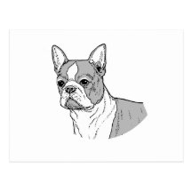 A BOSTON TERRIER CARTÃO POSTAL