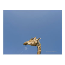 A cabeça do girafa cartao postal