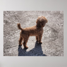 A caniche diminuta do abricó espera seu mestre posters