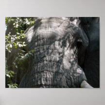 A cara do elefante impressão