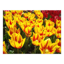 A fotografia da natureza imprime as tulipas vermel