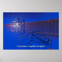A proteína de G acoplou o poster do receptor