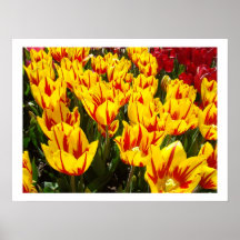 A tulipa amarela floral floresce impressões das be posteres