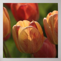 A tulipa floresce poster