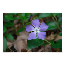 A violeta da minha mãe - impressão fotográfico