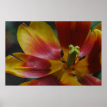 Abra a tulipa pôsteres