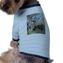 abutre roupas para animais de estimação