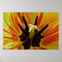 Acima da tulipa próxima posteres