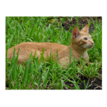 adocica gato castanho cartão postal