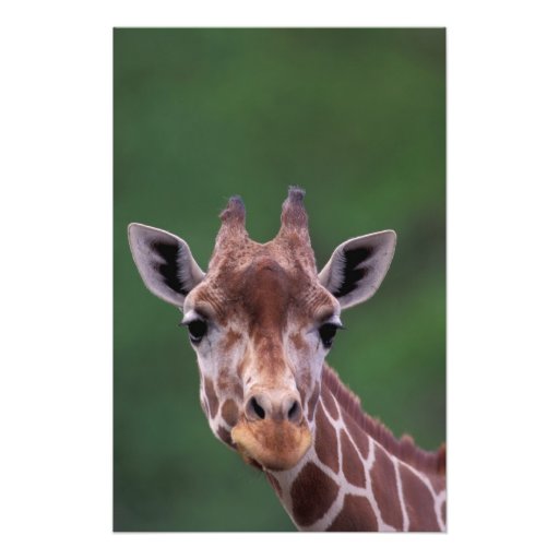 África, Kenya, rancho do Impala. Reticulated Fotos