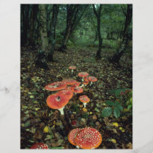 Agarics de mosca panfletos