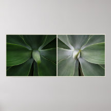agave posteres