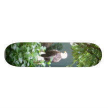 Águia americana americana skate boards