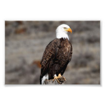 Águia americana foto arte