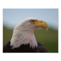 Águia americana artes de fotos