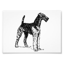 Airedale Terrier Impressão Fotográficas
