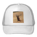 alces boné