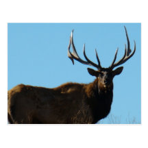 Alces de E0027 Bull Cartão Postal