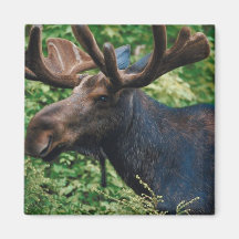 Alces de Magnificient Imãs