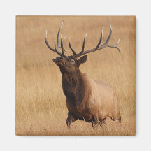 alces ima