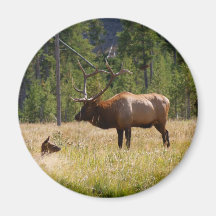 Alces Imas
