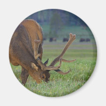 Alces Imãs De Refrigerador