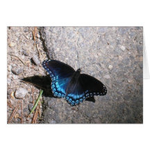 Almirante manchado vermelho Borboleta Cartao