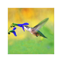 Almoço do colibri impressão de canvas esticada