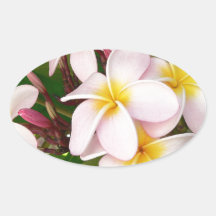 Aloha o Frangipani havaiano floresce Plumerias Adesivos Em Formato Ovais