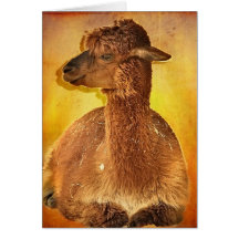 Alpaca Cartões