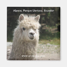 Alpaca, Parque Llaviucu, Equador Ima