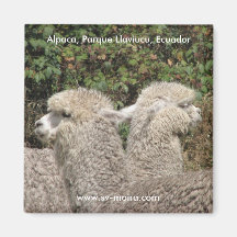 Alpaca, Parque Llaviucu, Equador Ima