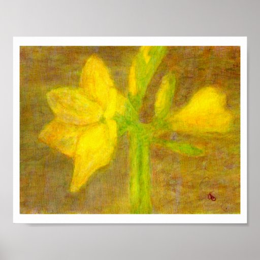 Amaryllis, poster