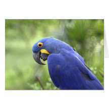 Ámérica do Sul, Brasil, Pantanal. Os 2 pstos em pe Cartoes