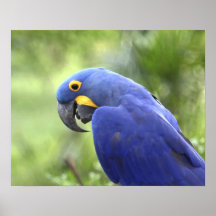 Ámérica do Sul, Brasil, Pantanal. Os 2 pstos em pe Impressão