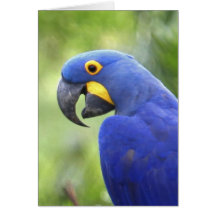 Ámérica do Sul, Brasil, Pantanal. Psto em perigo Cartões