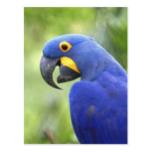 Ámérica do Sul, Brasil, Pantanal. Psto em perigo Cartoes Postais