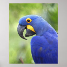 Ámérica do Sul, Brasil, Pantanal. Psto em perigo Impressão