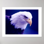 Americano Eagles - impressões dos posters da águia