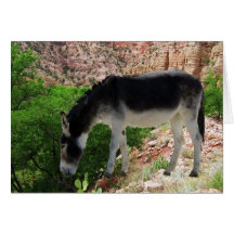 Amigo do espírito animal do asno - vazio cartões