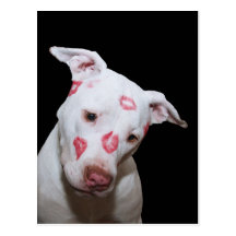 Amor branco do cão de filhote de cachorro, selado  cartões postais