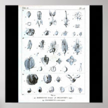 Anatomia da Poster-Botanicals-Fruta