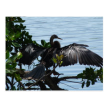 Anhinga à água cartão postal