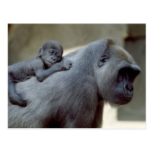 Animais selvagens ajustados - primatas 3 cartões postais