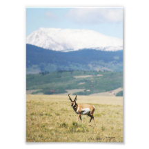 Antílope de Pronghorn para fora ocidental Fotografias
