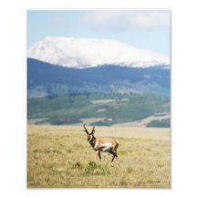 Antílope de Pronghorn para fora ocidental Foto Arte